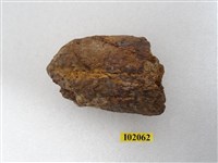 藏品(馬來長吻鱷上顎骨化石)的圖片